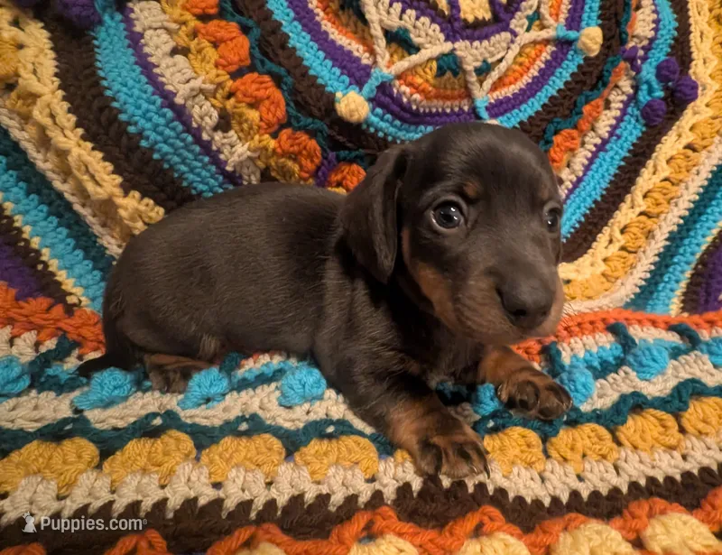 Choco – Miniature Dachshund puppy for sale in Stonewall, LA