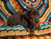 Choco, a male Miniature Dachshund for sale in Stonewall, LA – 1 of 6