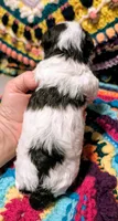 Katie, a female Poodle - Toy  for sale in Stonewall, LA – 6 of 7