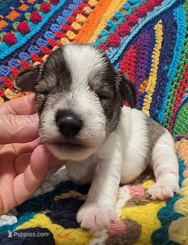 Scooter – Miniature Schnauzer puppy for sale in Stonewall, LA