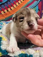 Maddy, a female Miniature Schnauzer for sale in Stonewall, LA – 2 of 6