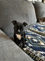 processed/d23c0998-38b7-4771-9cd4-990834a4cd09/listing/ab856d6b-afb5-4ef4-9077-defbb5059a42/85fbd317-c85f-4e08-afab-f4459fe34bf1