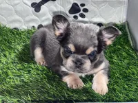 Purple Rain — Visual Fluffy Blue & Tan Female French Bulldog, a female French Bulldog for sale in Mansfield, TX – 3 of 7