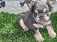 Purple Rain — Visual Fluffy Blue & Tan Female French Bulldog, a female French Bulldog for sale in Mansfield, TX – 2 of 7