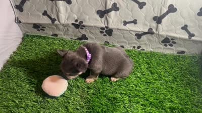 Purple Rain — Visual Fluffy Blue & Tan Female French Bulldog, a female French Bulldog for sale in Mansfield, TX – 4 of 7