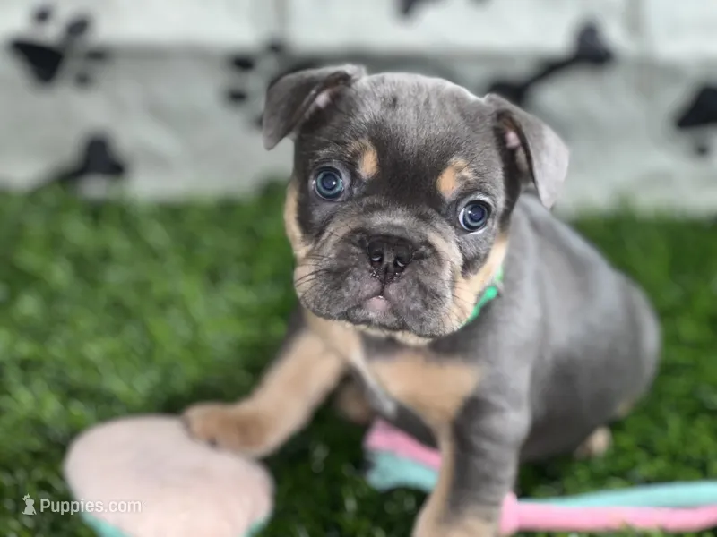Green Machine — Blue & Tan Male French Bulldog – French Bulldog puppy for sale in Mansfield, TX