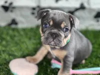 Green Machine — Blue & Tan Male French Bulldog, a male French Bulldog for sale in Mansfield, TX – 1 of 6
