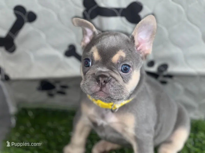 Yellow Diamond — Lilac/Blue & Tan Female French Bulldog – French Bulldog puppy for sale in Mansfield, TX