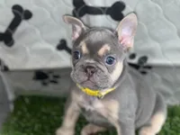 Yellow Diamond — Lilac/Blue & Tan Female French Bulldog, a female French Bulldog for sale in Mansfield, TX – 1 of 6