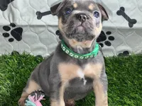 Green Machine — Blue & Tan Male French Bulldog, a male French Bulldog for sale in Mansfield, TX – 2 of 6