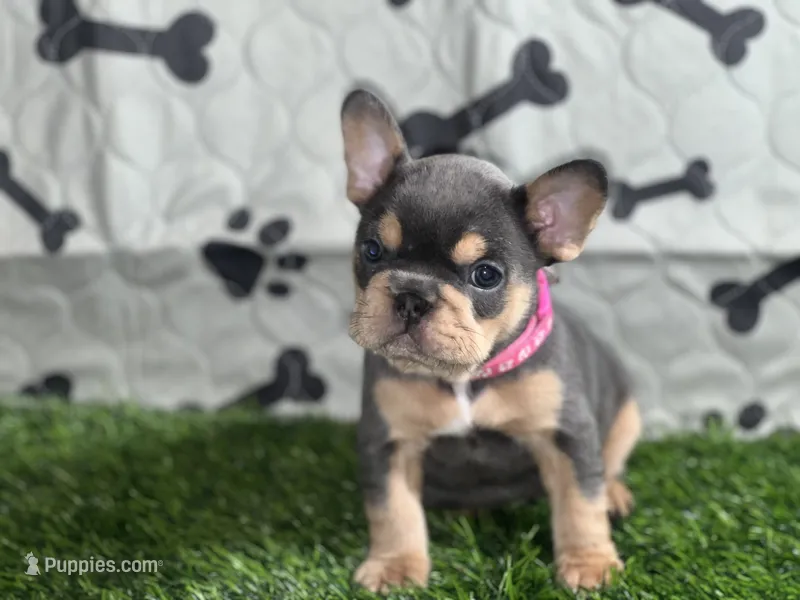Pink Champagne  – French Bulldog puppy for sale in Mansfield, TX