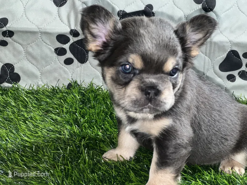 Purple Rain — Visual Fluffy Blue & Tan Female French Bulldog – French Bulldog puppy for sale in Mansfield, TX