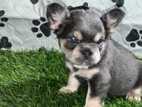 Purple Rain — Visual Fluffy Blue & Tan Female French Bulldog, a female French Bulldog for sale in Mansfield, TX – 1 of 7