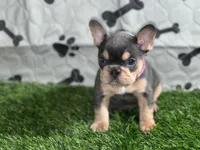 Pink Champagne , a female French Bulldog for sale in Mansfield, TX – 2 of 6