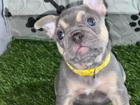 Yellow Diamond — Lilac/Blue & Tan Female French Bulldog, a female French Bulldog for sale in Mansfield, TX – 2 of 6