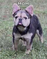 Green Machine — Blue & Tan Male French Bulldog, a male French Bulldog for sale in Mansfield, TX – 4 of 6