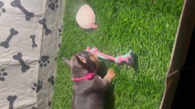 Pink Champagne , a female French Bulldog for sale in Mansfield, TX – 3 of 6