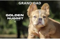 Green Machine — Blue & Tan Male French Bulldog, a male French Bulldog for sale in Mansfield, TX – 6 of 6