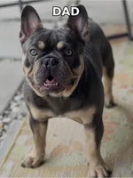 Purple Rain — Visual Fluffy Blue & Tan Female French Bulldog, a female French Bulldog for sale in Mansfield, TX – 6 of 7