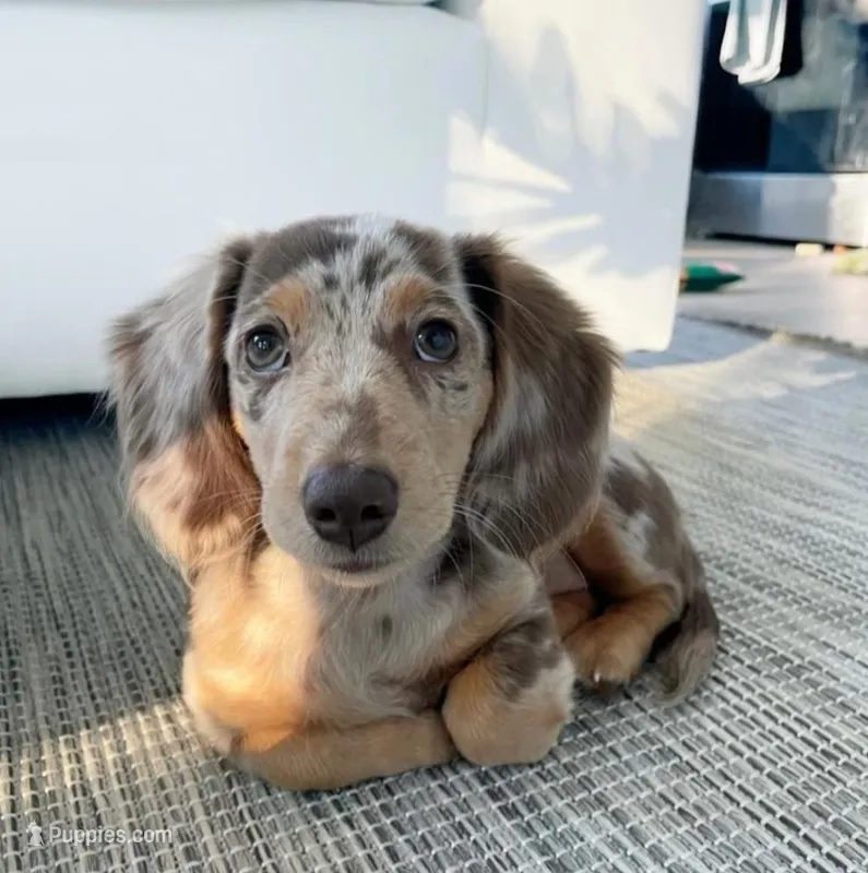 Vanessa  – Miniature Dachshund puppy for sale in Houston, TX