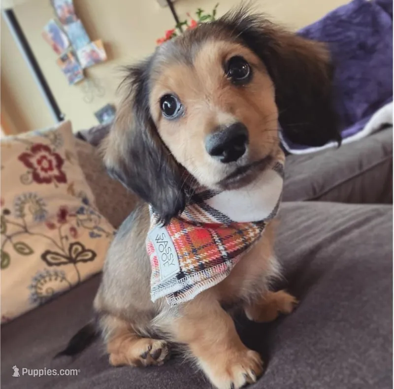 Gina – Miniature Dachshund puppy for sale in Houston, TX