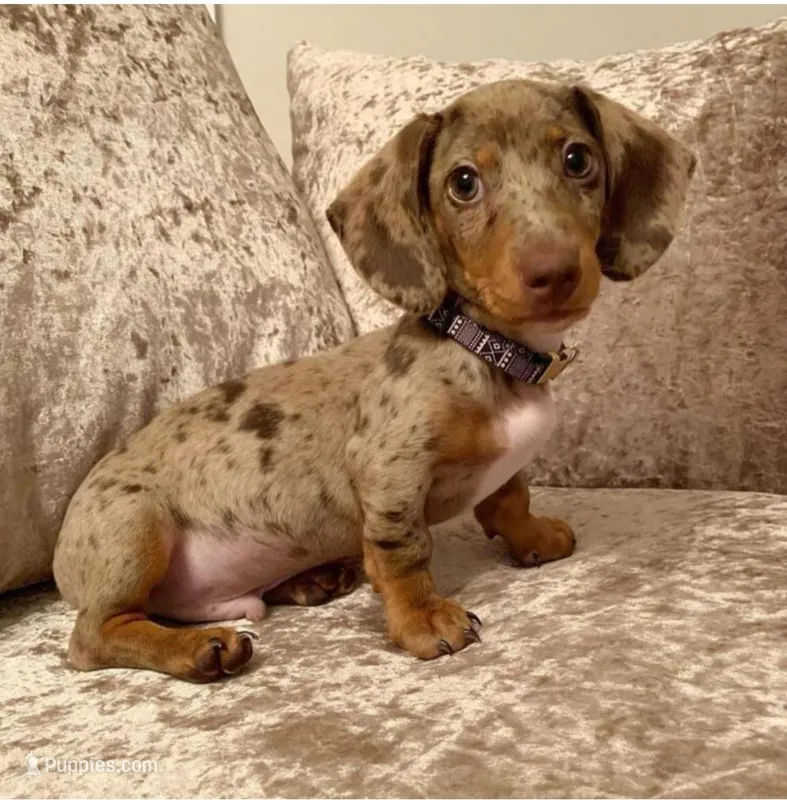 Lucas – Miniature Dachshund puppy for sale in Houston, TX