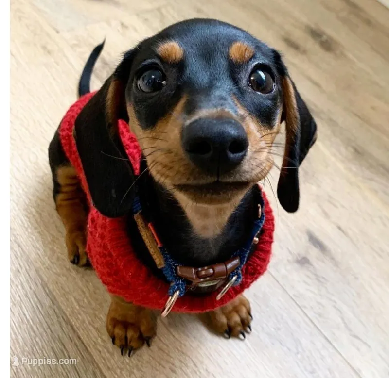 Dorian  – Miniature Dachshund puppy for sale in Houston, TX
