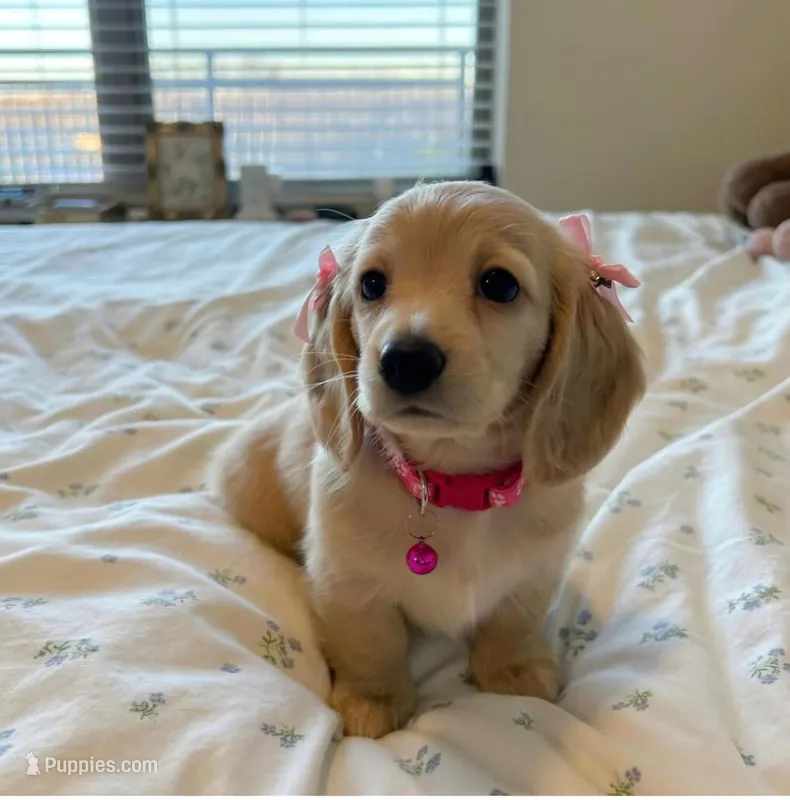 Chai – Miniature Dachshund puppy for sale in Houston, TX