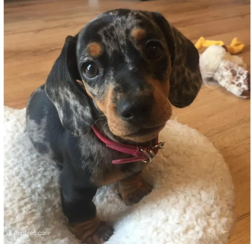 Tobi – Miniature Dachshund puppy for sale in Houston, TX