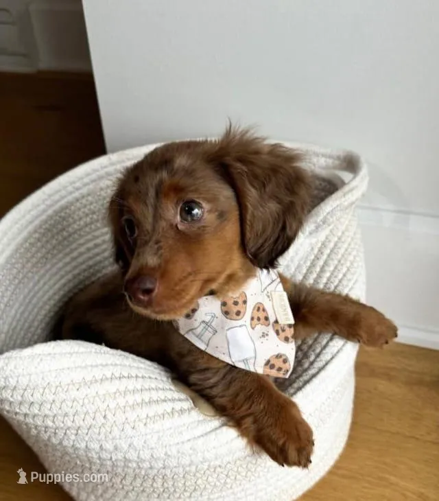 Tito – Miniature Dachshund puppy for sale in Houston, TX