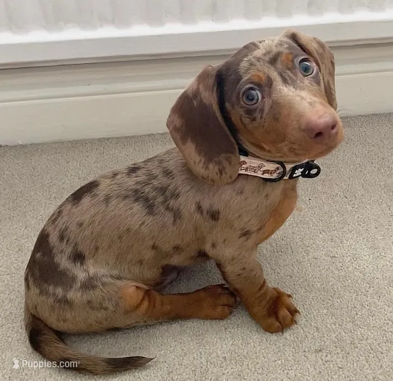 Scott – Miniature Dachshund puppy for sale in Houston, TX