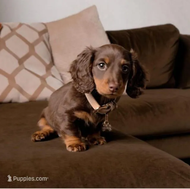 Karl  – Miniature Dachshund puppy for sale in Houston, TX