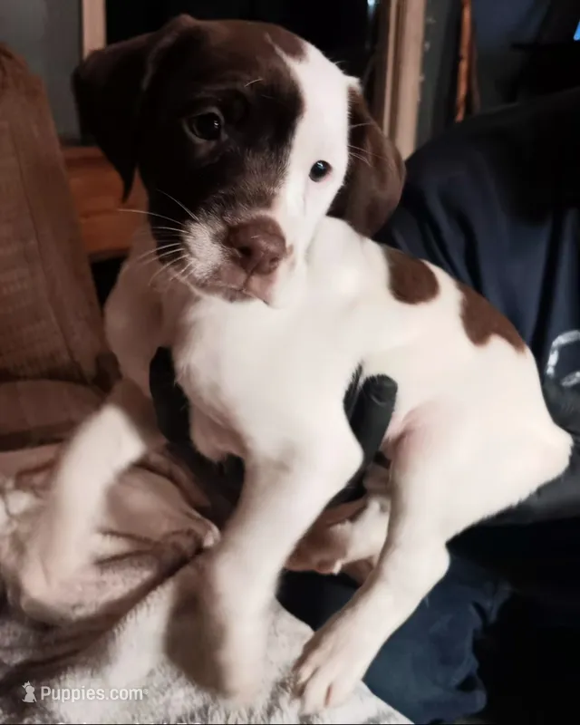 Honey – German Shorthaired Pointer puppy for sale in Hellier, KY