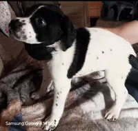 Mac, a male German Shorthaired Pointer for sale in Hellier, KY – 1 of 1