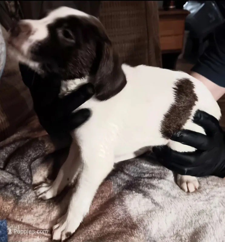 Turbo – German Shorthaired Pointer puppy for sale in Hellier, KY