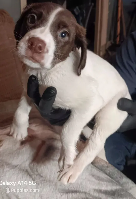Willow – German Shorthaired Pointer puppy for sale in Hellier, KY