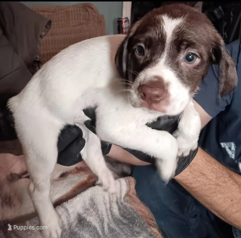 Sparrow  – German Shorthaired Pointer puppy for sale in Hellier, KY