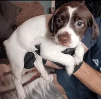 Sparrow , a female German Shorthaired Pointer for sale in Hellier, KY – 1 of 1