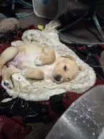 Johnny , a male Border Collie and Labrador Retriever for sale in Sarasota, FL – Photo 3 of 4