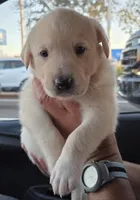 Johnny , a male Border Collie and Labrador Retriever for sale in Sarasota, FL – Photo 2 of 4