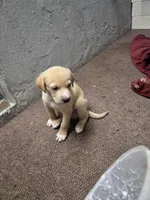 Johnny , a male Border Collie and Labrador Retriever for sale in Sarasota, FL – Photo 4 of 4