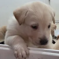 Nina 1, a female Border Collie and Labrador Retriever for sale in Sarasota, FL – Photo 6 of 10