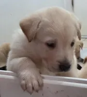 Nina 1, a female Border Collie and Labrador Retriever for sale in Sarasota, FL – Photo 6 of 7