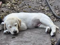 Nina 1, a female Border Collie and Labrador Retriever for sale in Sarasota, FL – Photo 9 of 10