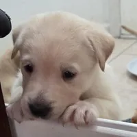 Nina 1, a female Border Collie and Labrador Retriever for sale in Sarasota, FL – Photo 5 of 10