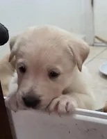 Nina 1, a female Border Collie and Labrador Retriever for sale in Sarasota, FL – Photo 5 of 7