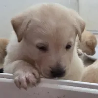 Nina 1, a female Border Collie and Labrador Retriever for sale in Sarasota, FL – Photo 3 of 10