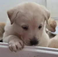 Nina 1, a female Border Collie and Labrador Retriever for sale in Sarasota, FL – Photo 3 of 7