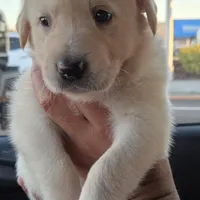 Nina 1, a female Border Collie and Labrador Retriever for sale in Sarasota, FL – Photo 7 of 10