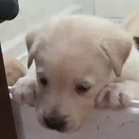 Nina 1, a female Border Collie and Labrador Retriever for sale in Sarasota, FL – Photo 1 of 10